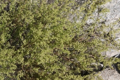 Galium angustifolium