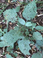 Isoglossa woodii