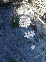 Oxalis dentata