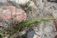 Thamnochortus lucens