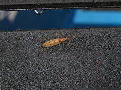 Parisopalpus nigronotatus