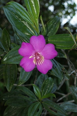 Meriania speciosa