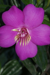 Meriania speciosa