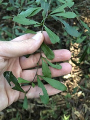 Putterlickia verrucosa