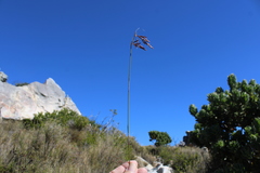Thamnochortus lucens