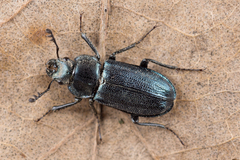 Platycerus caraboides