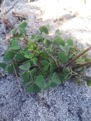 Oxalis dentata