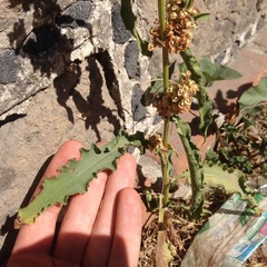 Rumex crispus