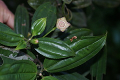 Meriania speciosa