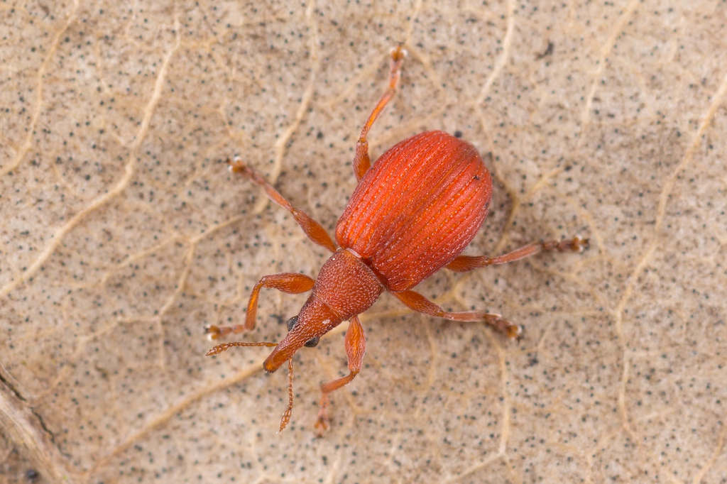Menierood zuringspitsmuisje, photo 1 of 10