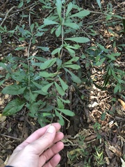 Putterlickia verrucosa