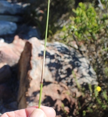 Thamnochortus lucens