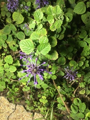 Plectranthus ambiguus