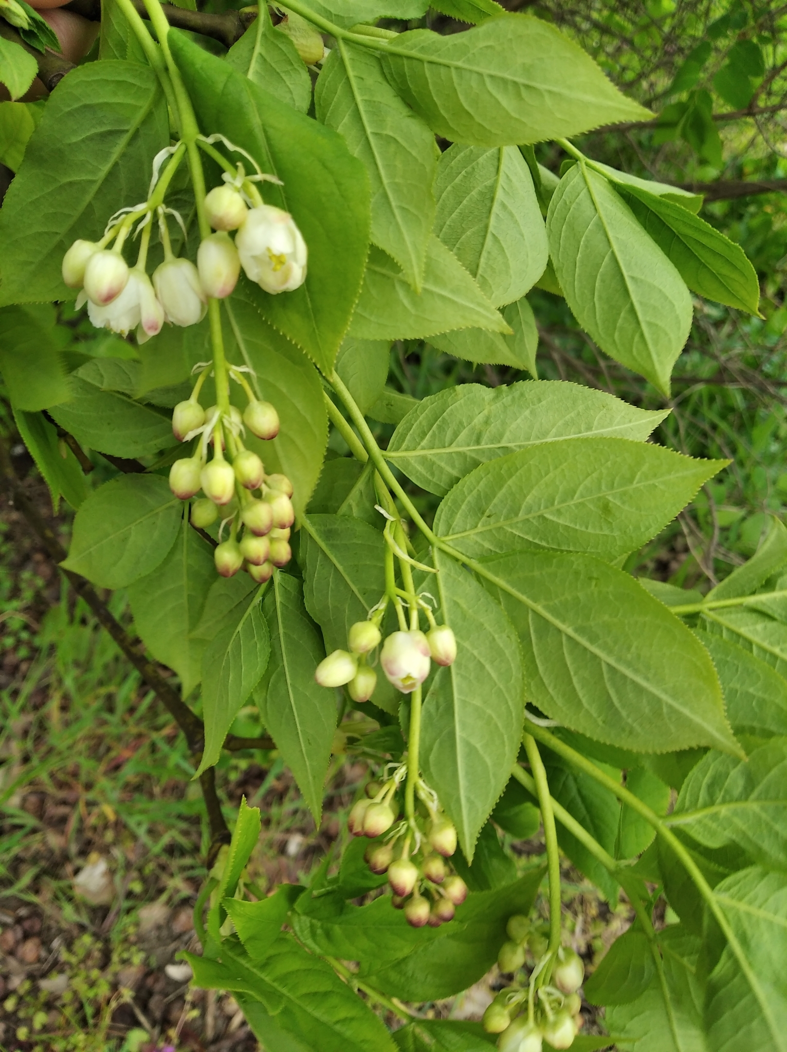 Staphyleaceae