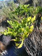 Notobubon galbanum
