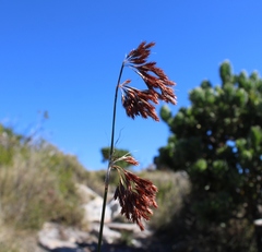 Thamnochortus lucens