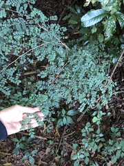 Indigofera micrantha