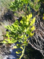 Notobubon galbanum