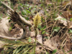 Carex ericetorum