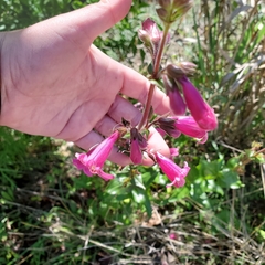 Penstemon triflorus