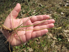 Carex ericetorum