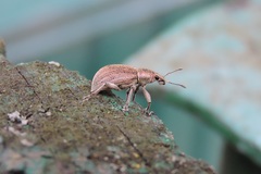 Sciaphobus squalidus