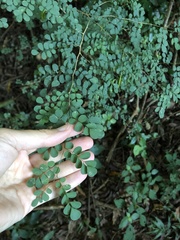 Indigofera micrantha