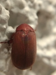Scarabaeidae
