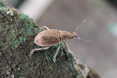 Sciaphobus squalidus