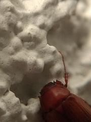 Scarabaeidae