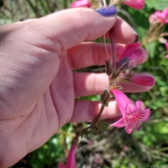 Penstemon triflorus
