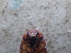 Scarabaeidae