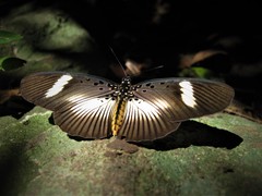 Pseudacraea eurytus imitator