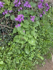 Lunaria