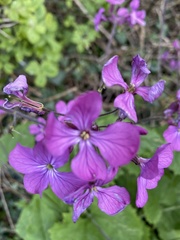 Lunaria