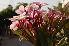 Plumeria rubra