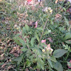Erigeron variifolius