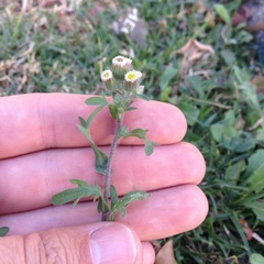 Erigeron variifolius