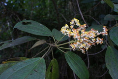 Miconia floribunda