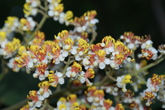 Miconia floribunda