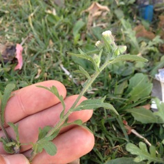 Erigeron variifolius
