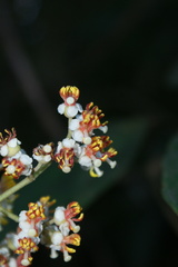 Miconia floribunda