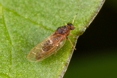 Triozidae