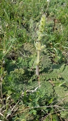 Salvia austriaca