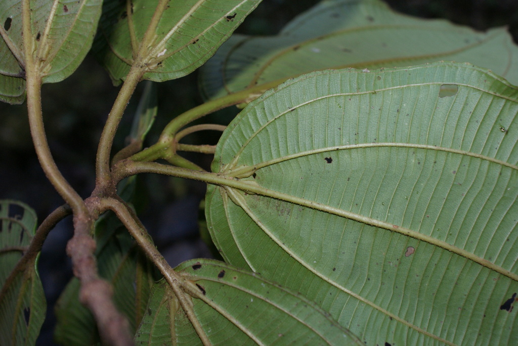 Chalybea kirkbridei