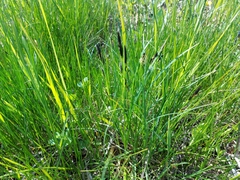 Carex melanostachya