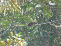 Hypopyrrhus pyrohypogaster