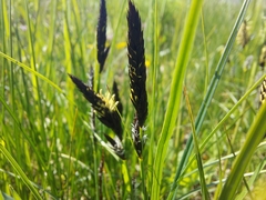 Carex melanostachya