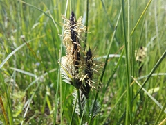 Carex melanostachya