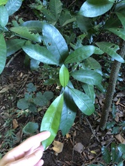 Pinwheel Jasmine (Tabernaemontana ventricosa)